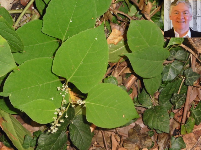 Image of Japanese knotweed